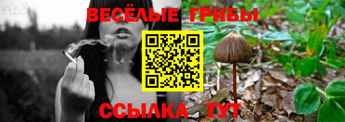 Псилоцибиновые грибы Cubensis Междуреченск